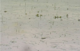 Còn hơn 6.400 ha lúa bị ngập nặng ở Thái Bình