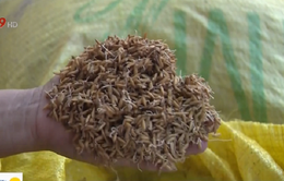Nông dân ĐBSCL thiệt hại nặng vì lúa giống kém chất lượng