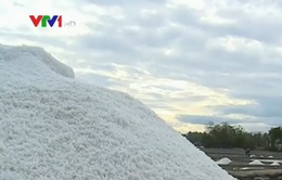Khánh Hòa còn tồn hơn 34.000 tấn muối