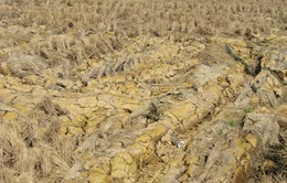 Nguy cơ thiệt hại hàng nghìn hecta lúa trồng tự phát ở Hậu Giang