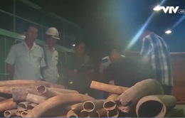 Hàng tấn ngà voi “nấp” trong container gỗ xoan đào