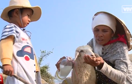 Người dân Ninh Thuận nhọc nhằn tìm nguồn sống cho đàn cừu