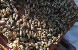 Người nuôi ong ngoại tỉnh tại Hà Giang tiếp tục bị thiệt hại