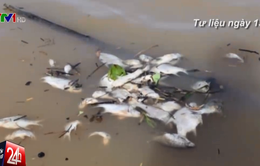 Sở TNMT Bình Phước: Cá chết trên sông Sài Gòn là do... trời mưa