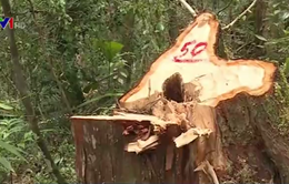 Bắt 4 đối tượng trong đường dây phá rừng pơ mu tại Quảng Nam