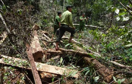 Phóng viên Huy Kha: "Phá rừng Pơ mu là cảnh phá rừng khủng khiếp nhất mà tôi từng thấy"