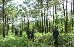 Sửa đổi, bổ sung Luật Bảo vệ và phát triển rừng