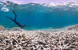 Báo động tình trạng san hô tại Australia bị tẩy trắng