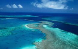 Rạn san hô Great Barrier Reef "kêu cứu"