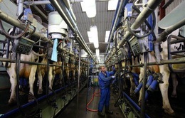 Nông dân Bỉ tìm thị trường cho sữa dư thừa