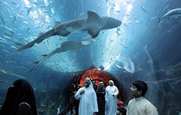 Tuần lễ cá mập tại UAE