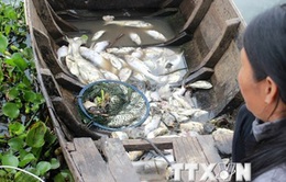 Bắt đầu xét xử vụ cá chết hàng loạt do xả thải trên sông Chà Và