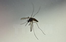 Thả muỗi biến đổi gen ra môi trường có thể gây nhiều hậu quả