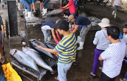 Khánh Hòa: Cá ngừ đại dương liên tục rớt giá