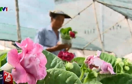 Hoa Tết tại Đồng bằng sông Cửu Long: Thay sắc để tồn tại?