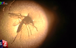 Cục Y tế dự phòng nâng mức cảnh báo với virus Zika