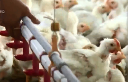 "Phát sốt" với đề xuất nhập khẩu gà chính ngạch từ Trung Quốc