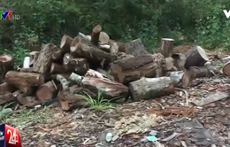 Có hay không việc tiếp tay cho lâm tặc phá rừng phòng hộ ở Lâm Đồng?