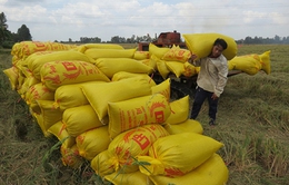 Bình Định: Giá lúa tăng, nông dân không có lúa để bán