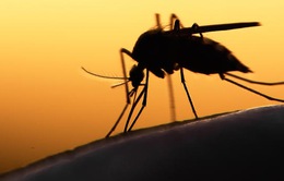 5 trường hợp nhiễm Zika, Bộ Y tế ráo riết giám sát