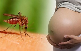 Việt Nam nâng mức cảnh báo dịch bệnh do virus Zika