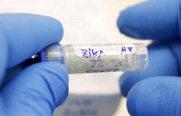 Trung Quốc tìm thấy kháng thể chống virus Zika