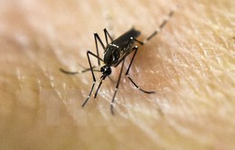 Zika lây lan nhanh ở Đông Nam Á