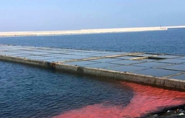 Dải nước đỏ xuất hiện tại Hà Tĩnh là hiện tượng tự nhiên bình thường