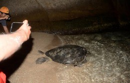 Bình Thuận: Cứu hộ thành công rùa biển 30 năm tuổi