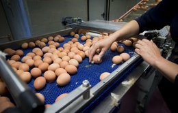 Slovakia phát hiện trứng nhiễm Fipronil