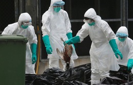 Số ca nhiễm cúm H7N9 tăng đột biến tại Trung Quốc