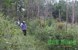 Đăk Nông "mất trắng" 121ha rừng theo Quyết định 147