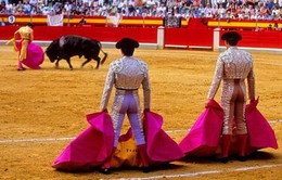 Lễ hội đấu bò tót gây chia rẽ Tây Ban Nha