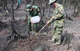 Cháy rừng tràm tại An Giang: Do người dân vứt tàn thuốc lá