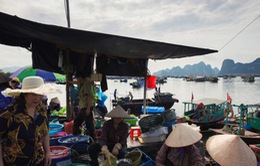 Ghé thăm cảng cá yên bình ở vịnh Bái Tử Long