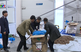 Bắt giữ lượng lớn vẩy tê tê và ma túy tại cửa khẩu Nội Bài