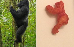 Miếng bim bim hình khỉ đột được đấu giá 2 tỷ đồng