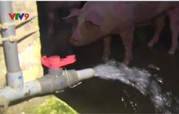 TP.HCM: Bắt cơ sở bơm nước vào lợn trước khi bán ở Củ Chi