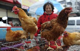 Trung Quốc ghi nhận thêm 1 ca nhiễm cúm gia cầm H7N9