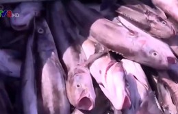 Khánh Hòa: Cá bớp chết hàng loạt ở khu vực gần cảng Cam Ranh