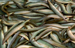 Cá chạch - Sản vật đặc trưng mùa nước nổi ở Đồng Tháp