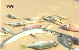 Kon Tum: Không có độc tố trong nước khu vực cá nuôi bị chết