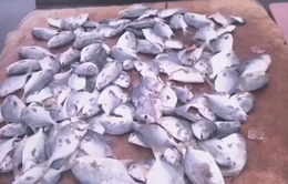 Váng vàng trên sông Chà Và tiếp tục đe dọa làng nuôi cá lồng bè