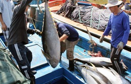 Xuất khẩu cá ngừ chuyển dịch sang ASEAN và Trung Đông
