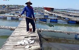 Quảng Nam: Cá lồng bè chết hàng loạt trên sông Trường Giang