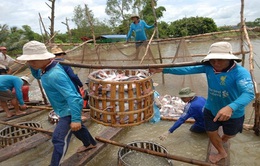 Giải pháp bền vững cho ngành cá tra