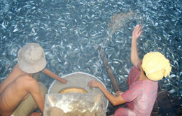 Đề án ba cấp về liên kết nâng cao chất lượng giống cá tra ở ĐBSCL