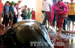 Cá Ông nặng 1 tấn dạt vào bờ tại Phú Yên