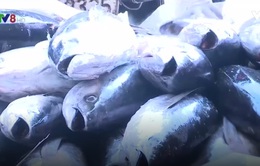 Chất lượng cá ngừ giảm sút vì chuyến biển kéo dài
