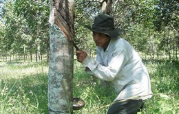 Phú Yên: Hàng trăm cây cao su gần thu hoạch bị chặt phá
